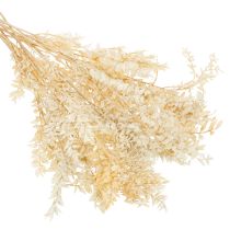 Artikel Tørret Ruscus dekorativ gren, bleget Ruscus, 200 g
