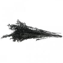 Artikel Ruscus-grene, dekorative grene, tørrede blomster, sorte, 200 g