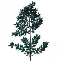 Artikel Ruscus grønne dekorative grene mørkegrønne 75-95cm 1kg