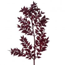 Ruscus Røde dekorative grene tørret mørkerød 75-95cm 1kg