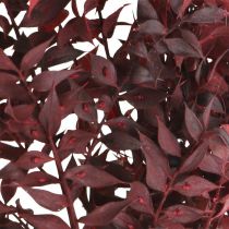Tørret Ruscus, tørblomstret, tornemyrterød L58cm 30g