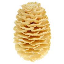 Artikel Sabulosum kogler bleget 500g