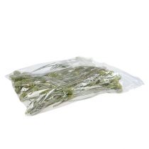 Artikel Sabulosum gren 4-6 Grøn matteret 25 stk