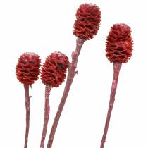 Artikel Dekorative grene Sabulosum rød frostet 4-6 25 stk