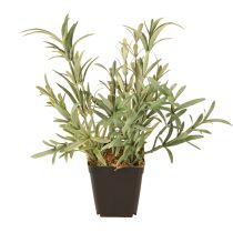 Artikel Salvie i Pot Salvia Lavandulifolia Kunstig H25cm