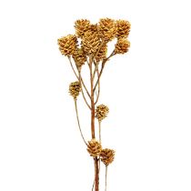 Artikel Salignum gren lyse leucadendron blomster på grenen 25 stk