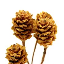 Artikel Salignum lys 4-6 blomster på Leucadendron grenen 100 stk
