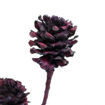 Artikel Salignum grene med kogler Berry 25 stk