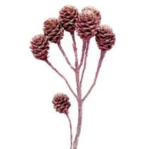Salignum brombær frosne 25 stk