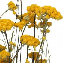 Flok karrybusk, gul tørret blomst, gylden sol, italiensk helichrysum L58cm 45g