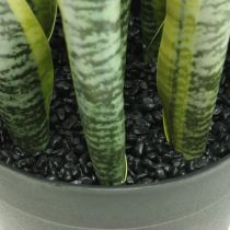 Sansevieria, kunstig blomst, sløjfehamp i potte H50cm Ø14cm