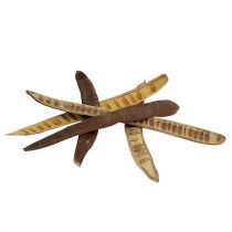 Artikel Scaletta pod naturlig 25cm - 50cm 25 stk