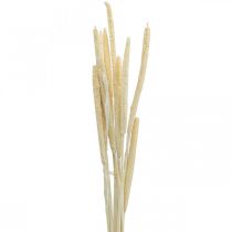 Reed deco rørgræs tørret bleget H60cm bundt
