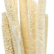 Reed deco rørgræs tørret bleget H60cm bundt
