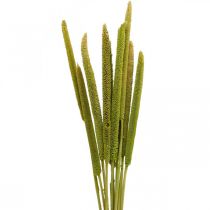 Reed cob deco rørgræs tørret grøn H60cm bundt