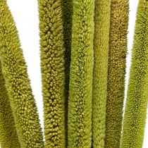 Reed cob deco rørgræs tørret grøn H60cm bundt