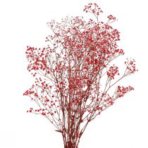 Artikel Gypsophila Gypsophila Tørrede Blomster Rød 50cm 55g