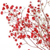 Artikel Gypsophila Gypsophila Tørrede Blomster Rød 50cm 55g
