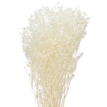 Artikel Gypsophila hvidtørrede græsser dekorationscreme 65-70cm 100g