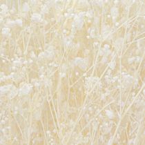 Artikel Gypsophila hvidtørrede græsser dekorationscreme 65-70cm 100g