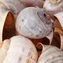 Artikel Sneglehus natur 1kg