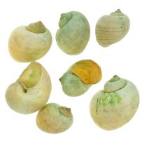 Snegleskaller Grønne 1 kg