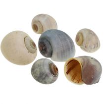 Sneglehus natur 1kg