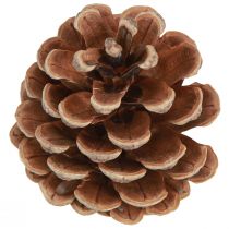 Artikel Sorte fyrrekogler naturlige dekorative kogler 5-8cm 250g