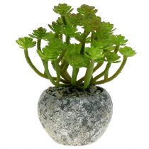 Artikel Kunstige planter i potte Kunstig Sukkulent Grøn H15cm