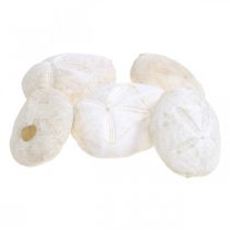 Søpindsvin hvid, maritim naturdekoration 4cm-6cm 25p
