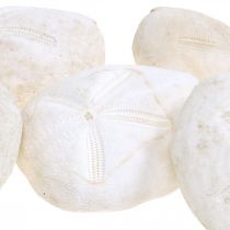 Søpindsvin hvid, maritim naturdekoration 4cm-6cm 25p