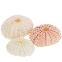 Søpindsvin Pink Maritim Dekoration 36 stk