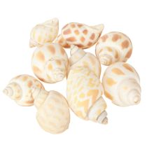 Artikel Søsnegle naturlige sneglehuse maritime 2–4 cm 300 g