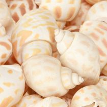 Artikel Søsnegle naturlige sneglehuse maritime 2–4 cm 300 g