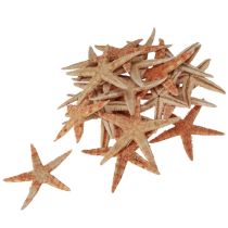 Artikel Søstjerne naturdekoration naturfarver maritime Ø6,5–8cm 100 stk