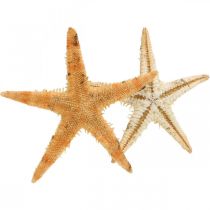 Artikel Søstjerner scatter dekoration hjem deco mini søstjerne natur 2-4cm 50p