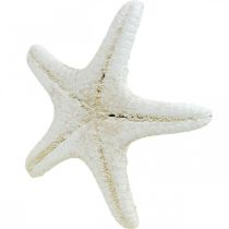 Artikel Hvid søstjernedekoration, tørrede søstjerner til hobbybrug 7-11 cm 15 stk.