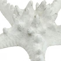 Søstjerne deco store tørrede hvide knoppede søstjerner 15-18cm 10p