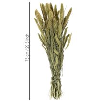 Artikel Tørrede blomster af hirse (Setaria) til rustikt og stilfuldt boligtilbehør 75 cm 220 g