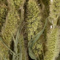 Artikel Tørrede blomster af hirse (Setaria) til rustikt og stilfuldt boligtilbehør 75 cm 220 g