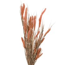 Artikel Setaria børstehårs hirse tør dekoration laks 69cm 70-75g x 2stk