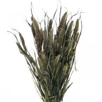 Artikel Tørrede blomster Setaria Antracit Naturlig børstehjørnebundt 100 g