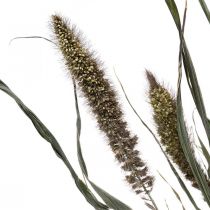 Artikel Tørrede blomster Setaria Antracit Naturlig børstehjørnebundt 100 g