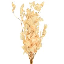Artikel Tørret sølvblad Lunaria Champagne 65-70cm 20g