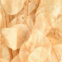Artikel Tørret sølvblad Lunaria Champagne 65-70cm 20g
