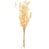 Artikel Tørret sølvblad Lunaria Champagne 65-70cm 20g