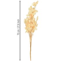 Artikel Tørret sølvblad Lunaria Champagne 65-70cm 20g