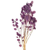 Artikel Tørret sølvblad Lunaria måneviolet lilla 65-70 cm 20 g