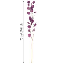 Artikel Tørret sølvblad Lunaria måneviolet lilla 65-70 cm 20 g
