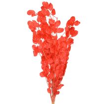 Artikel Tørret sølvblad Lunaria rød 65-70 cm 20 g